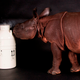 Illustration for article titled First Ever Baby Rhino Born From 10-Year-Old Cryogenically Frozen Sperm
